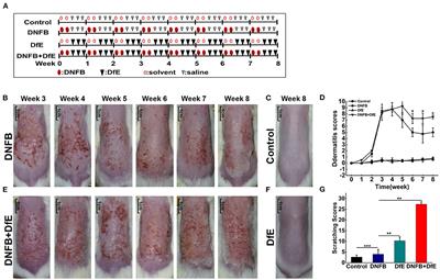 An Atopic Dermatitis-Like Mouse Model by Alternate Epicutaneous Application of Dinitrofluorobenzene and an Extract of Dermatophagoides Farinae